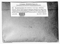 Sclerencoelia fascicularis image